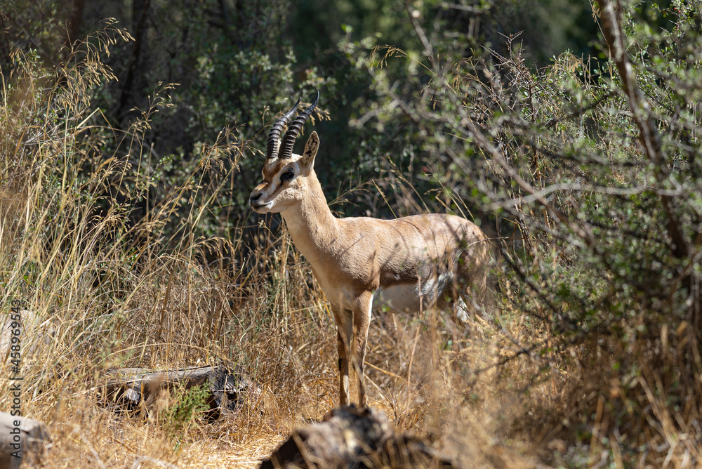 A male mountain gazelle in gazelle valley national park, Jerusalem, Israel. Shooting date 11.09.2021 A male mountain gazelle in gazelle valley national park, Jerusalem, Israel. Shooting date 11.09.2021
