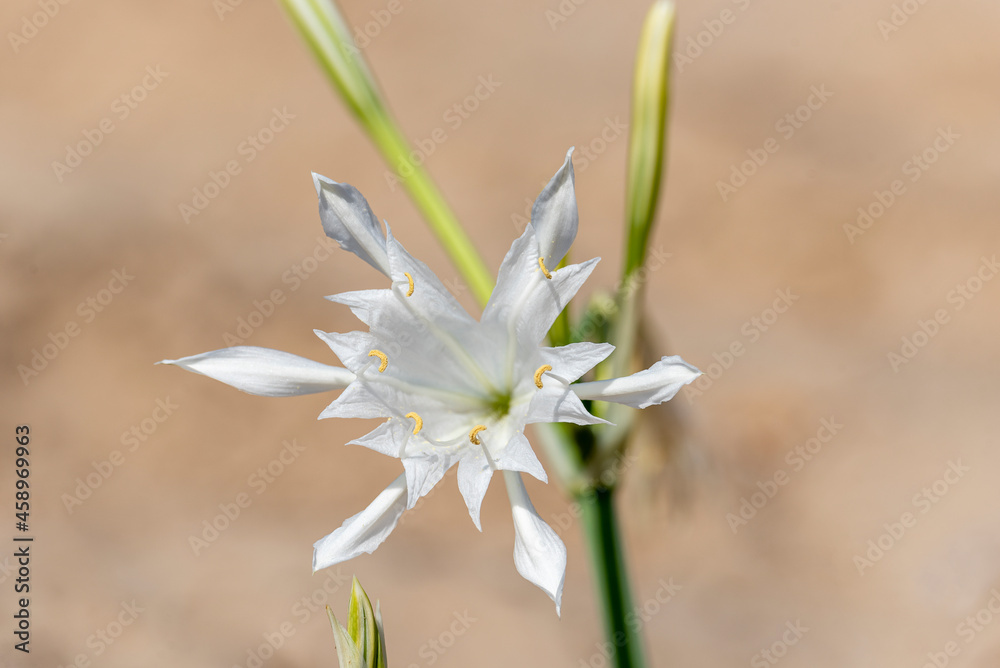 Sea daffodil - Pancratium maritimum grows on coastal sands and it is a bulbous perennial flower. Sea daffodil - Pancratium maritimum grows on coastal sands and it is a bulbous perennial flower.