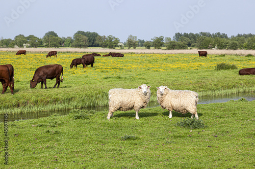 Cattle and sheep grazing on Romney Marsh at Fairfield, Kent UK