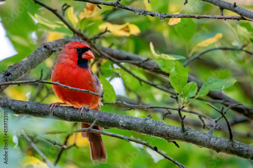 Male cardinal © paul