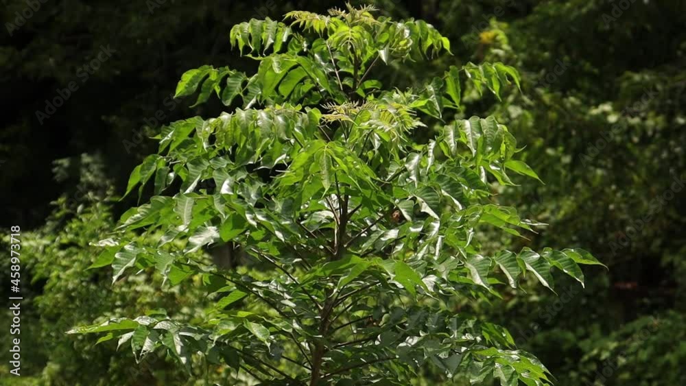 greenery nature in peaceful environment greenery nature in peaceful environment