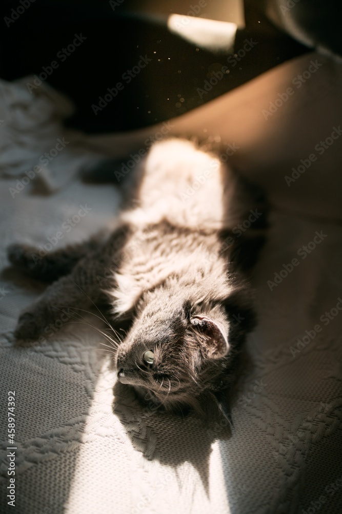 Cat is sunbathing indoors while sleeping on the couch. Concept of comfort and safety. Cat is sunbathing indoors while sleeping on the couch. Concept of comfort and safety.
