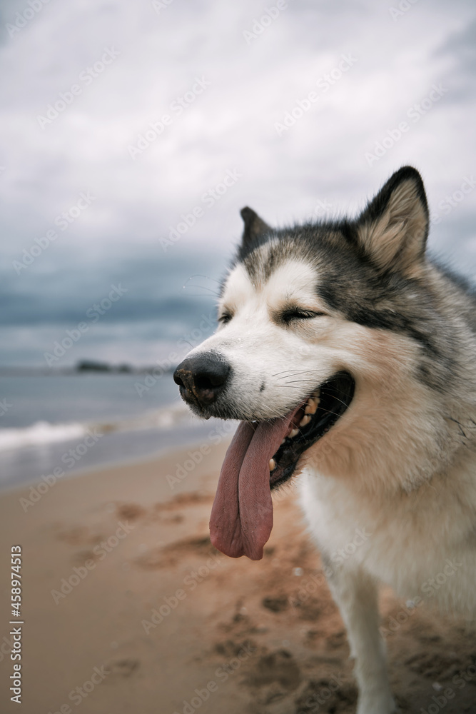 Big Alaskan malamute dog at the beach. Happy purebred dog with long tongue