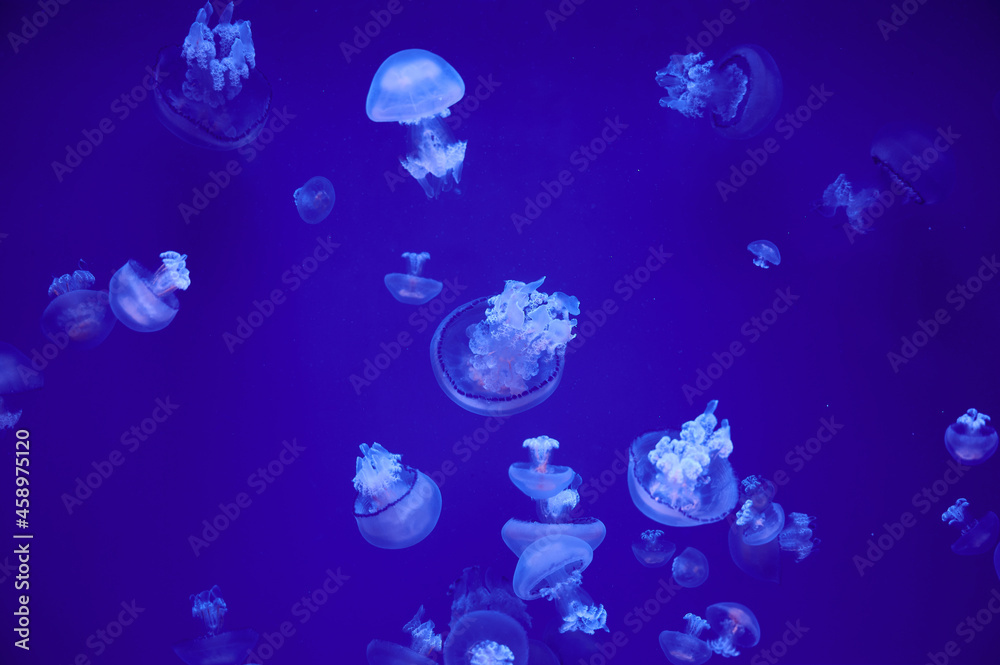 Group of jellyfish floating in the sea Group of jellyfish floating in the sea