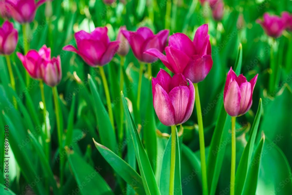 Fototapeta premium lovely pink tulips on the flowerbed at the flower festival in the city park