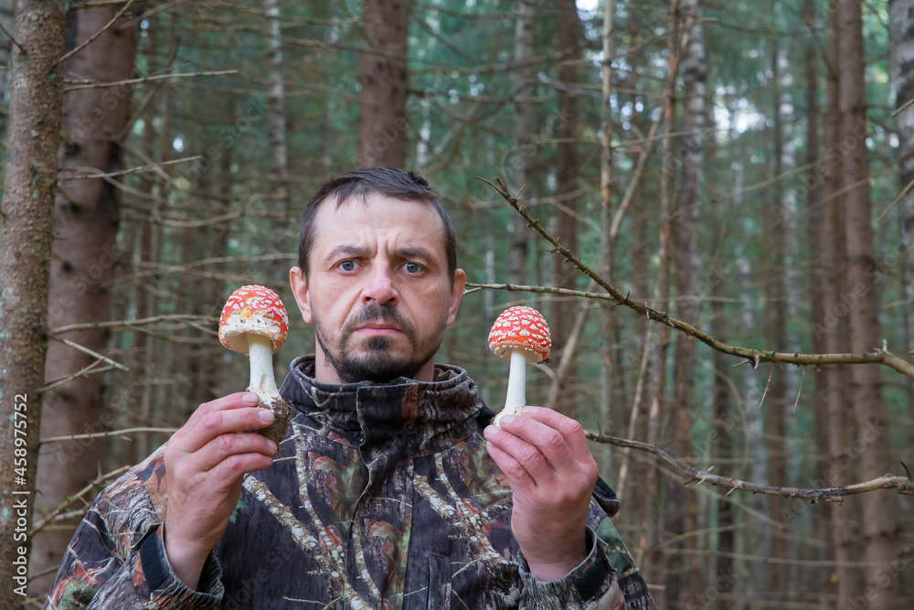 Fototapeta premium A man holds hallucinogenic amanita mushrooms in his hands.