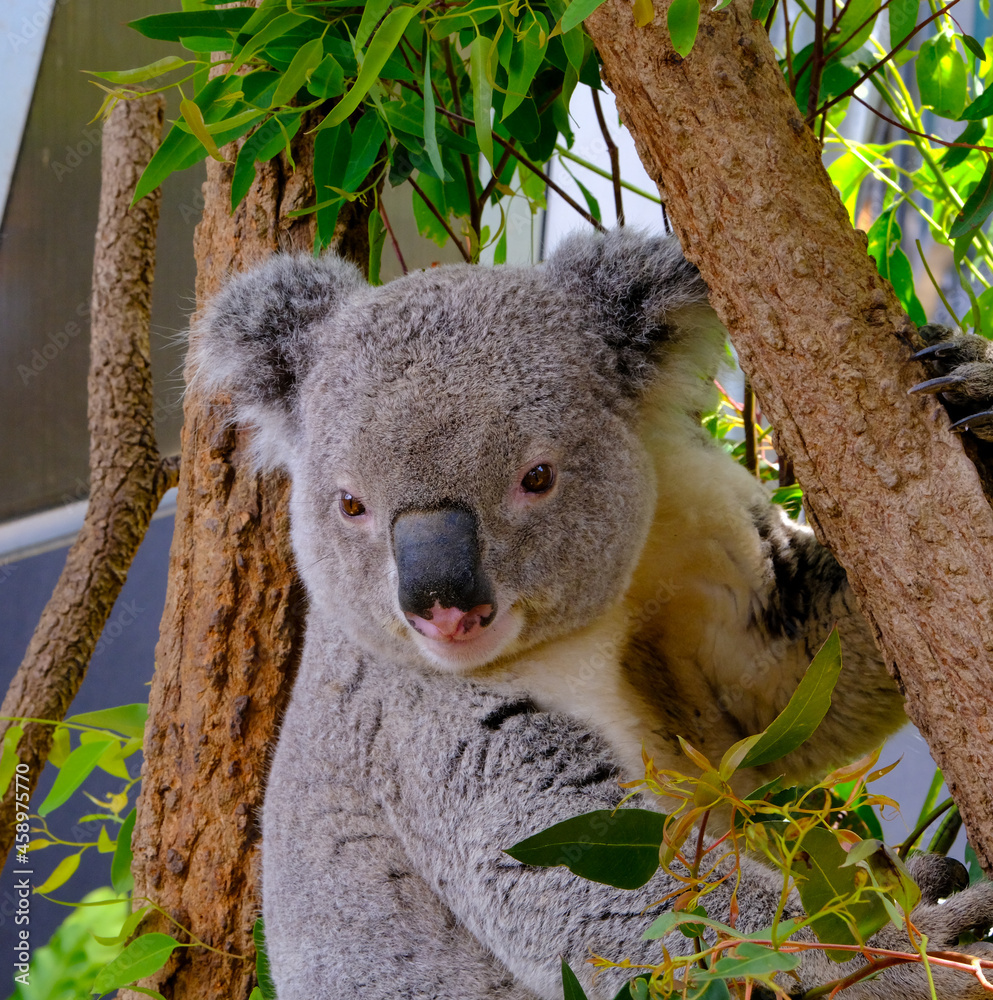 Fototapeta premium Baxter the Sleepy Koala at Sydney Zoo in Profile