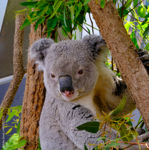 Fototapeta Naklejka Na Ścianę i Meble -  Baxter the Sleepy Koala at Sydney Zoo in Profile