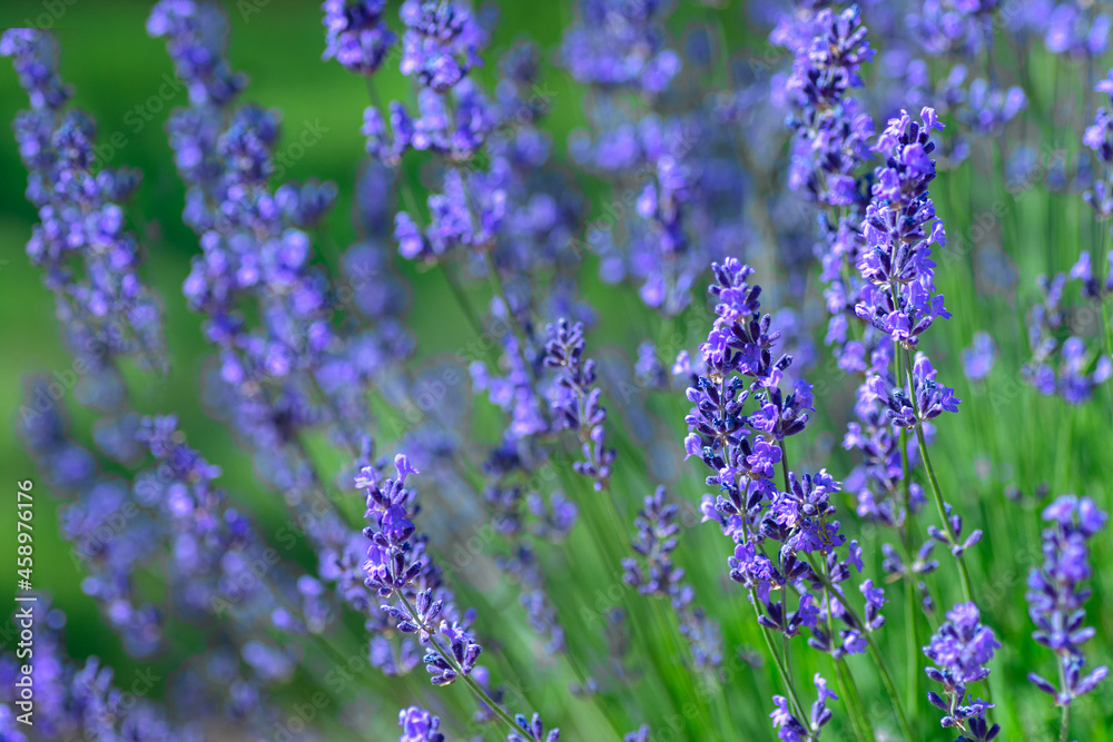 Field of lavender Field of lavender