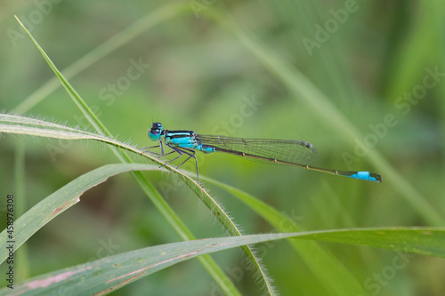 wild dragonfly © Vladimir