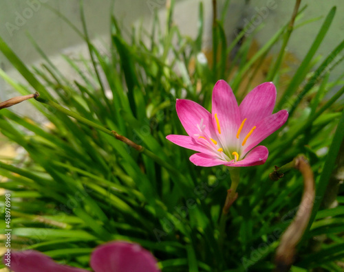 Closeup of beautiful petals of cosmos flower blooming in branch of green leaves plant growing in the garden  nature photography  floral wallpaper  gardening background  pink lotus flower in pond