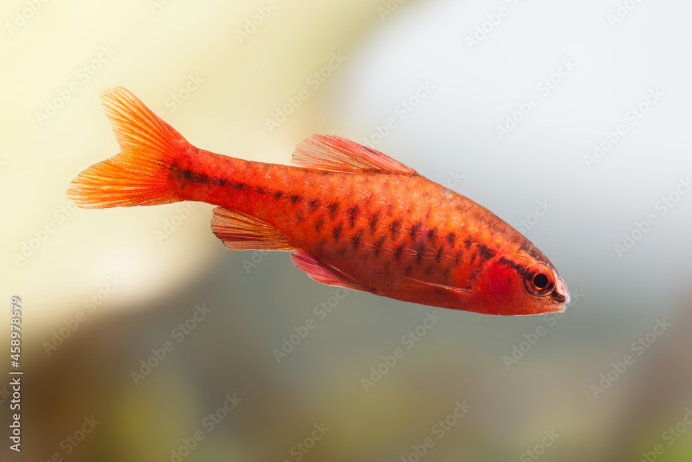 Fototapeta premium Aquarium fish red barb Puntius titteya on blurred background. Macro view, shallow depth of field