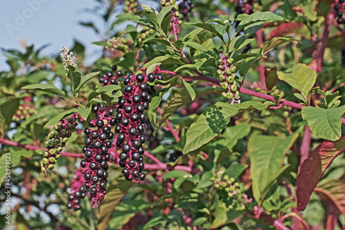 Phytolacca americana plant photo