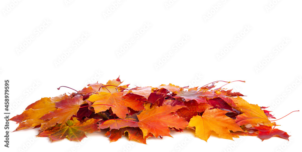 Heap of colorful Maple leaves isolated on white background