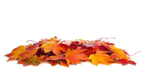 Heap of colorful Maple leaves isolated on white background