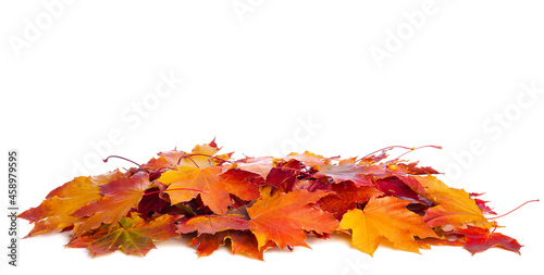 Obraz na płótnie Heap of colorful Maple leaves isolated on white background w salonie