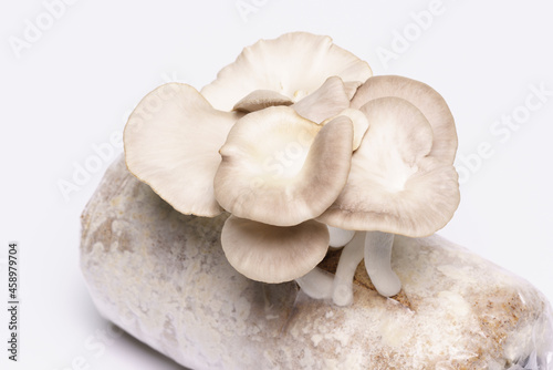 Oyster mushroom grow from cultivation isolated over white background