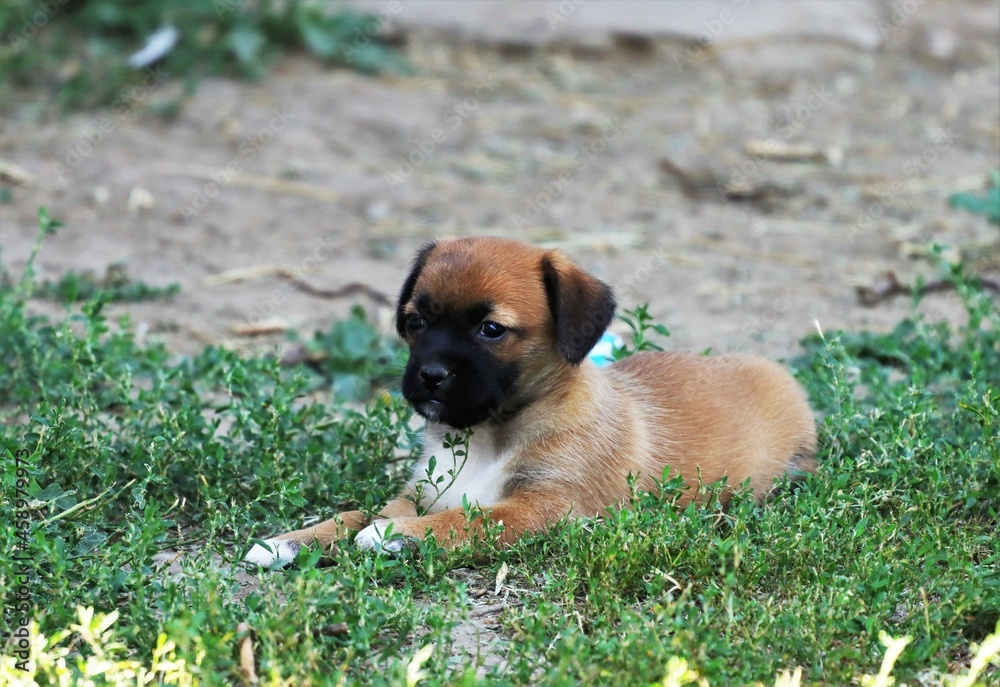 puppy in a grass