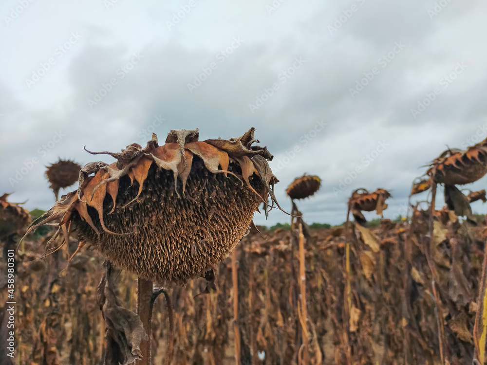 Obraz premium Dried ripe sunflower on a sunflower field in anticipation of the harvest, field crops and beautiful sky. Agriculture. 
