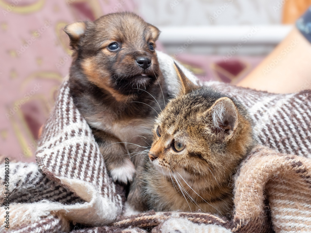 The little kitten and puppy are covered with a plaid, the kitten and the puppy are warmed under a blanket