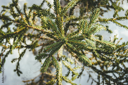 A branch of spruce in winter. Pine needles in the winter forest.