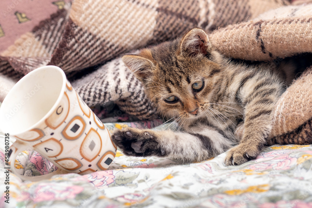 Obraz premium A small kitten in bed under a blanket threw a mug