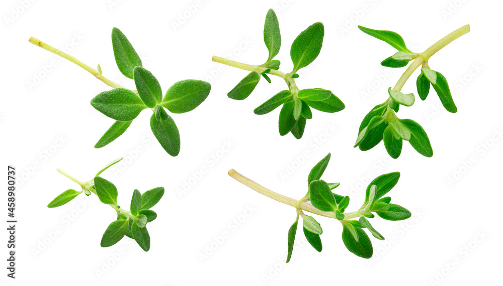 Fototapeta premium sprig of thyme isolated on white background