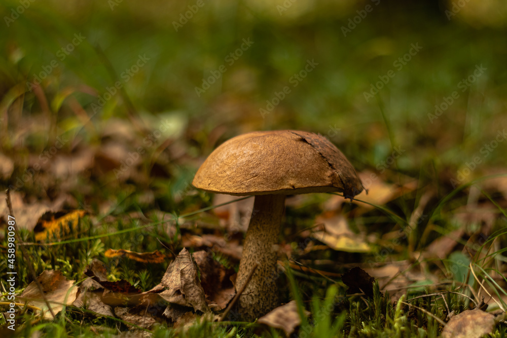 Fototapeta premium Edible little mushroom boletus in the autumn forest on a blurred background.