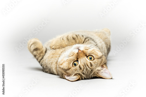 Playing Kitten in studio 2