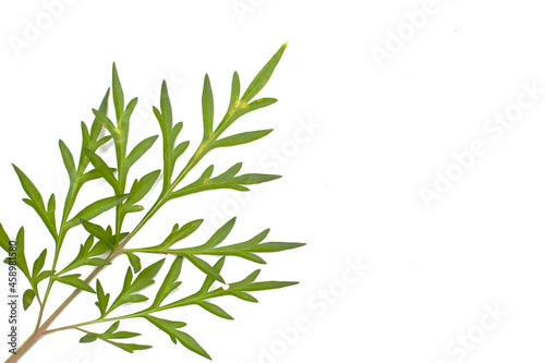 green leaves on a white background