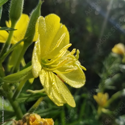 yellow flower with drops