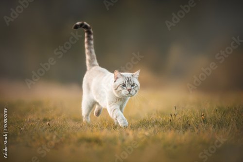 A striped cat that looks like a tiger walks through the autumn forest