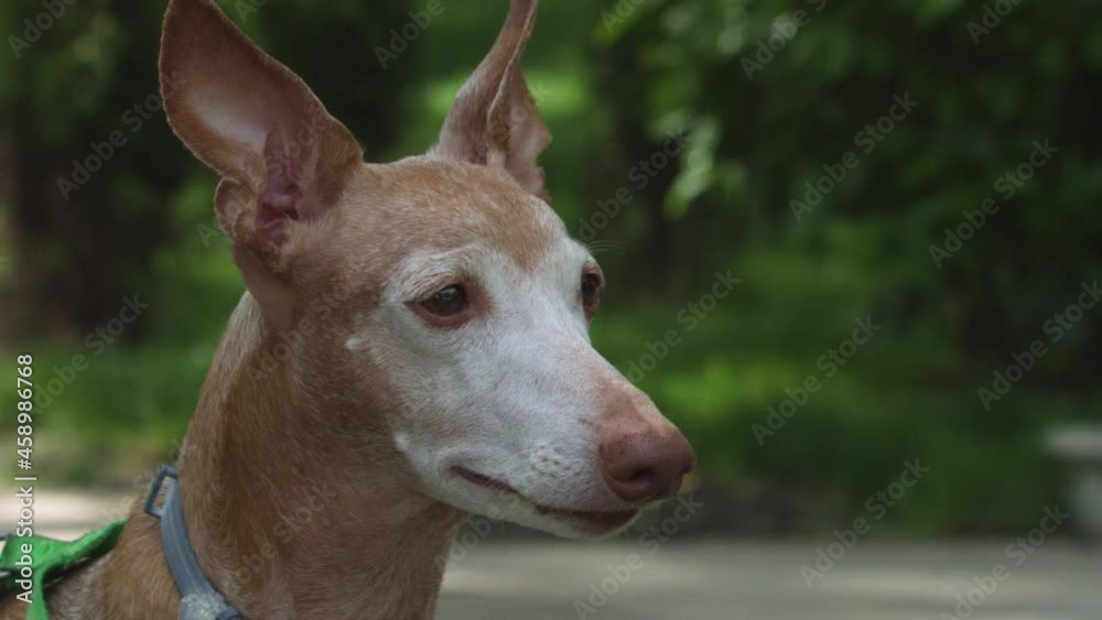 Portrait of Cirneco dell Etna dog in outdoors. Portrait of Cirneco dell Etna dog in outdoors.