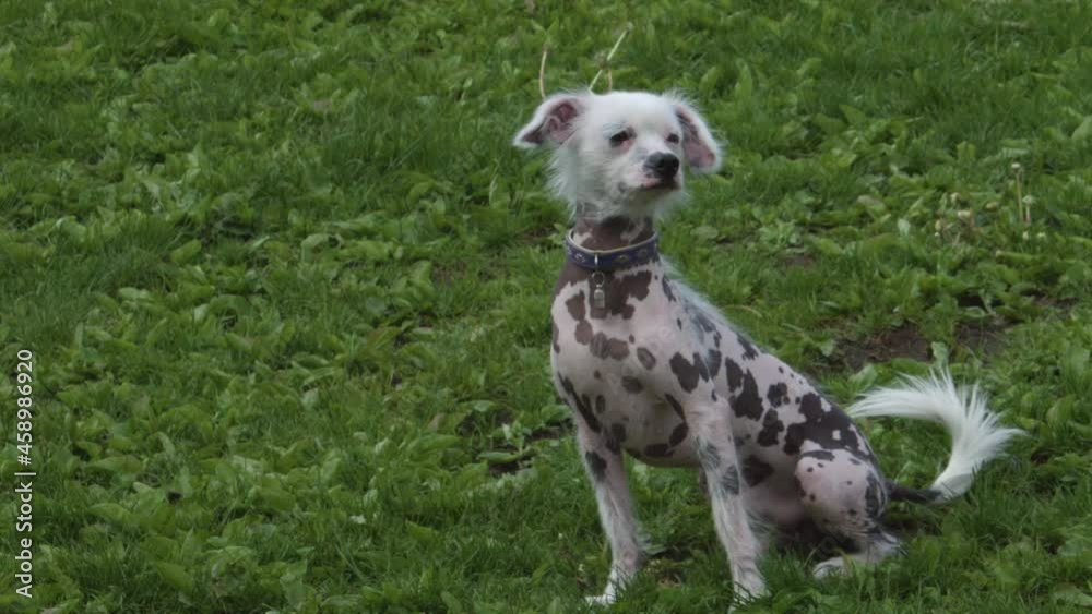 Chinese crested dog on the green lawn. The dog is sniffing something Chinese crested dog on the green lawn. The dog is sniffing something