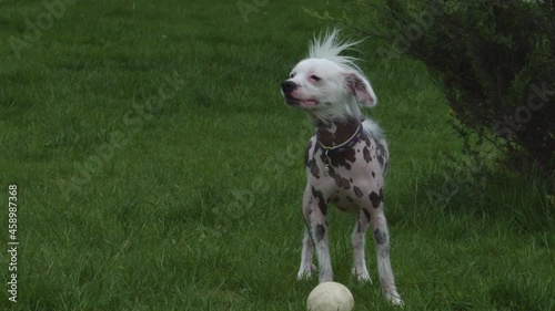 Chinese crested dog on the green lawn. The dog is sniffing something