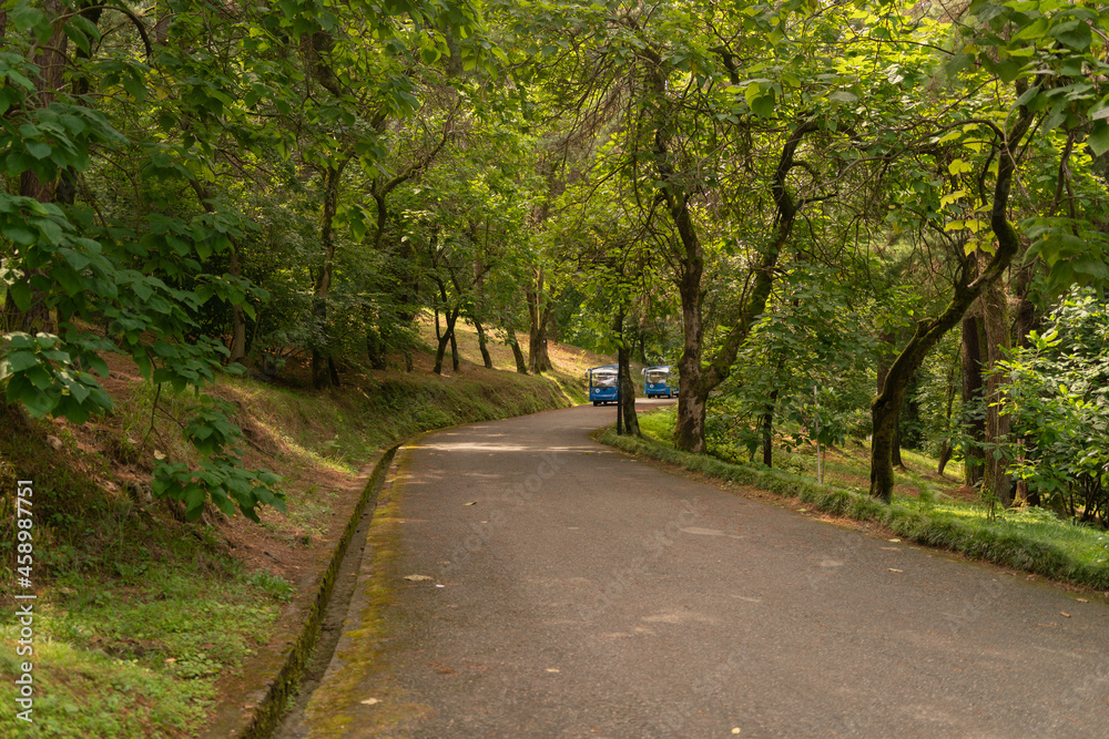 In the background of a park road, there are recreational vehicles in the shade of dense trees on a summer day In the background of a park road, there are recreational vehicles in the shade of dense trees on a summer day