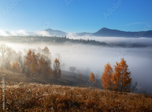 Autumn foggy morning. Landscape with high mountains and forest. Panoramic view. The meadow with yellow grass. Wallpaper background. Touristic place Carpathian park.