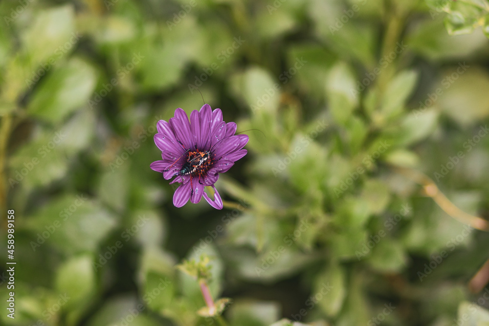 insect insect