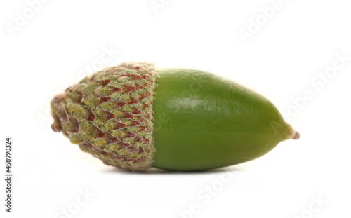 Macro green acorn isolated on white background
