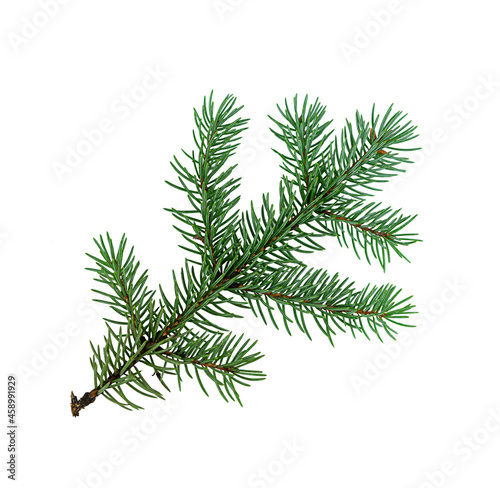 Blue spruce branch isolated on white background.