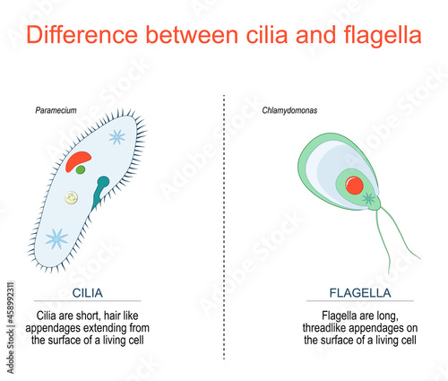 Tela cilia and flagella. Paramecium and Chlamydomonas.