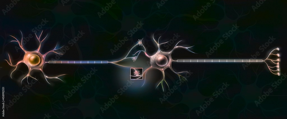Connection between neurons to allow the transmission of nerve impulses.  Illustration Stock | Adobe Stock
