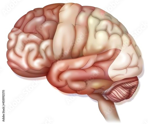 Areas of the brain: prefrontal cortex, premotor cortex and oculomotor cortex. . photo