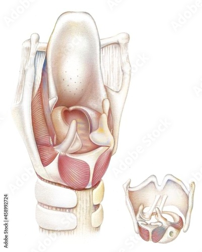 Posterior view of the larynx and vocal cords (bones, muscles, cartilages). photo