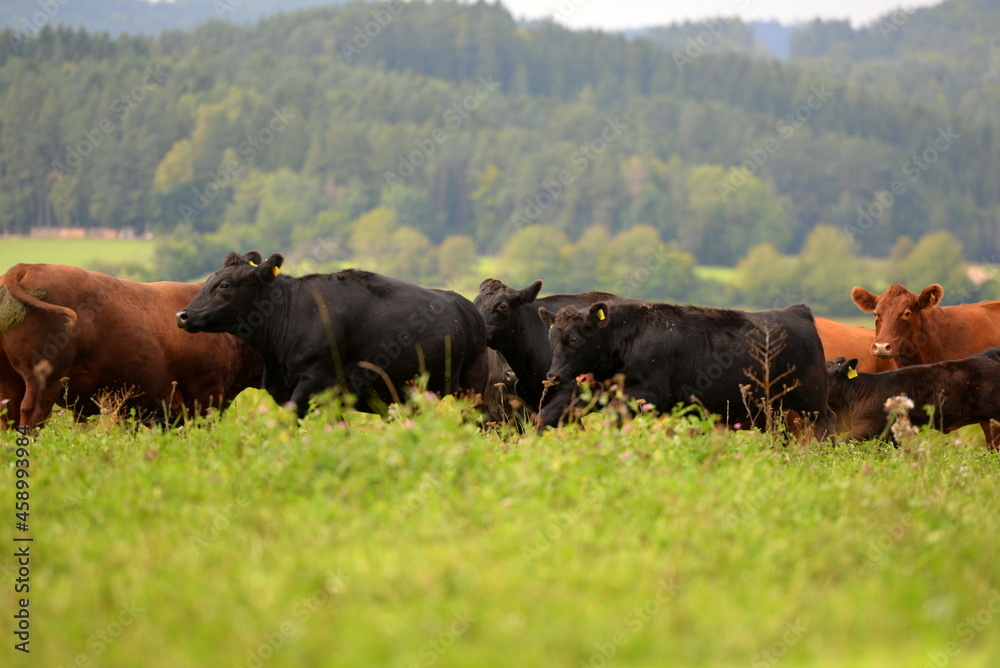 Schwarze und braune Angus Rinder auf der Weide Schwarze und braune Angus Rinder auf der Weide