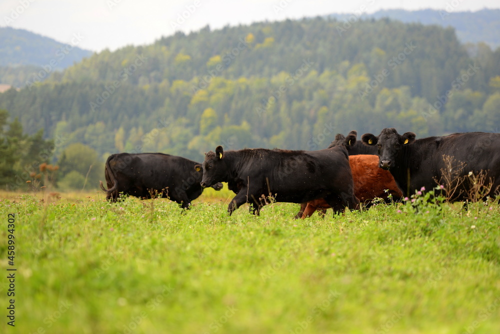 Schwarze und braune Angus Rinder auf der Weide Schwarze und braune Angus Rinder auf der Weide