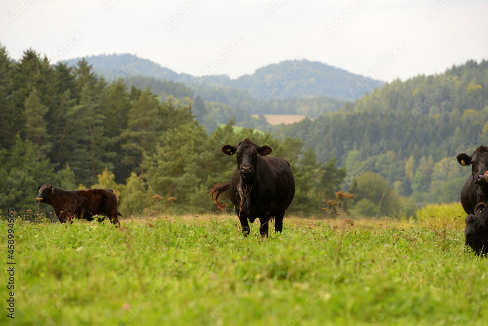 Schwarze und braune Angus Rinder auf der Weide Schwarze und braune Angus Rinder auf der Weide