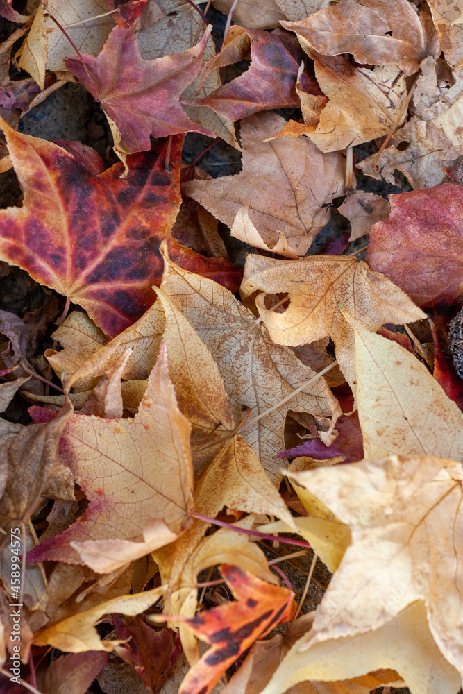 fall leafs