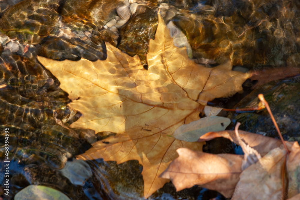 Yellow leaf under the clear water