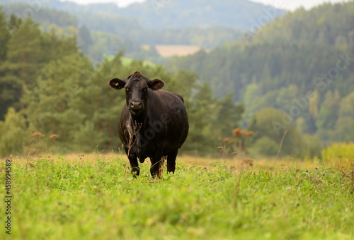 Schwarze und braune Angus Rinder auf der Weide